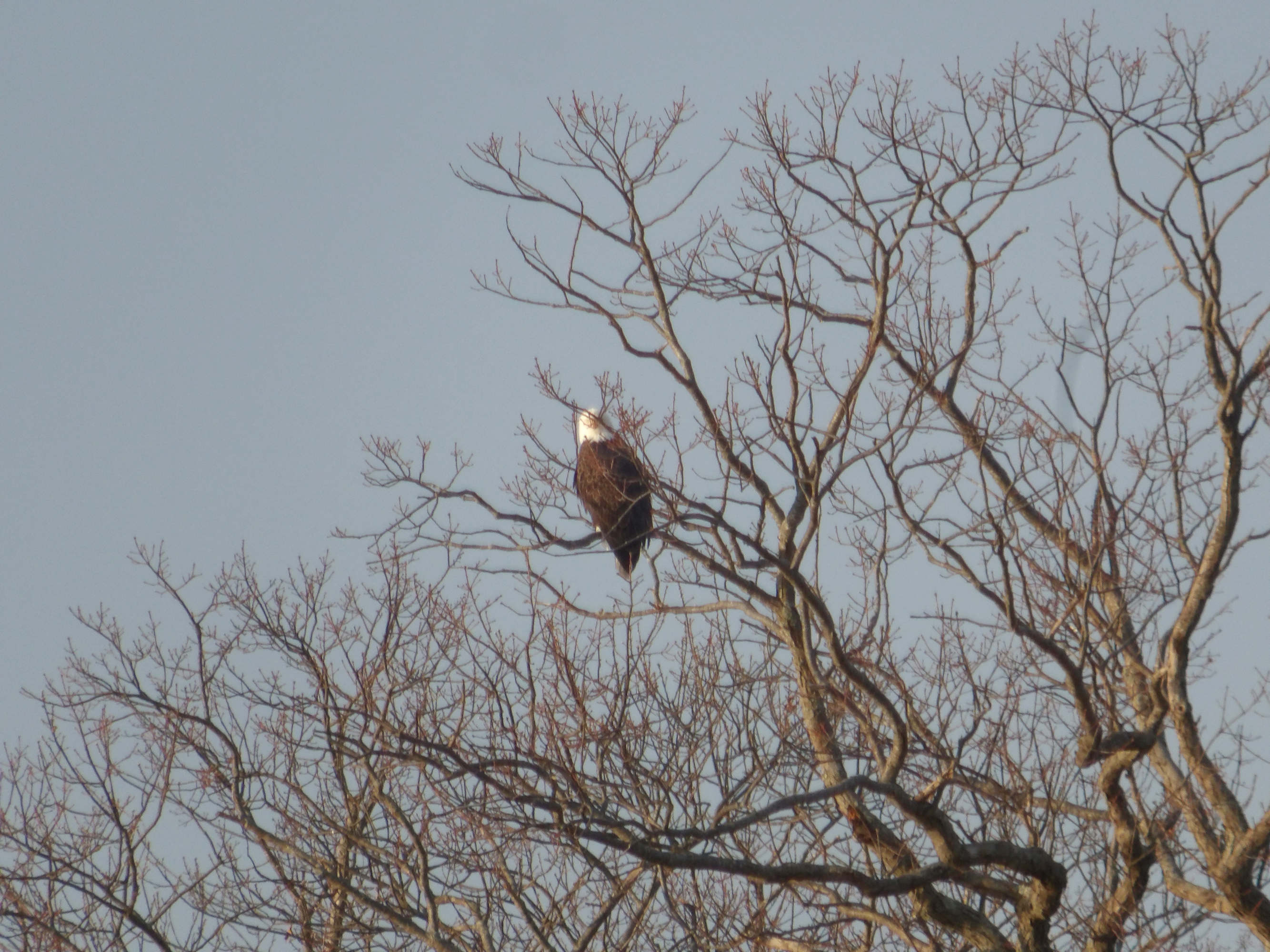 BALD EAGLES AT BLACK'S CREEK, QUINCY, MA DURING 2024