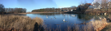 The Shadows encounter Six Swans